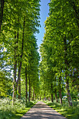 Tree avenue in the park of Bothmer Castle in Klütz, Mecklenburg-West Pomerania, North Germany, Germany
