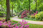 Weg durch den Rhododendron-Garten in Graal-Müritz, Mecklenburg-Vorpommern, Ostsee, Norddeutschland, Deutschland