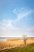 Reed and flowering tree at the Bodden near Zingst, Mecklenburg-Western Pomerania, Baltic Sea, North Germany, Germany