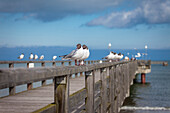 Black-headed gulls (Chroicocephalus ridibundus) at the pier of Prerow, Mecklenburg-Western Pomerania, Baltic Sea, Northern Germany, Germany