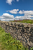 Feldsteinmauer mit Blumen an der Grenze England/Schottland, Jedburgh, Scottish Borders, Schottland, Großbritannien