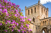 Jedburgh Abbey ruins with rhododendrons, Jedburgh, Scottish Borders, Scotland, UK