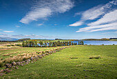 Weiden bei Loch Coulter südlich von Stirling, Stirling, Schottland, Großbritannien