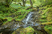 Forest stream at Loch Chon in Loch Lomond and The Trossachs National Park, Stirling, Scotland, UK