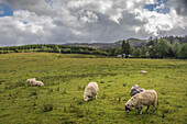 Sheep grazing by Loch Achray, Stirling, Scotland, UK