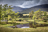 Islet of trees in Loch Tulla on the southern edge of Rannoch Moor, Argyll and Bute, Scotland, UK