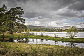 Bauminsel im Loch Tulla am Südrand von Rannoch Moor, Argyll and Bute, Schottland, Großbritannien