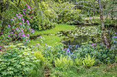 Pond in the landscaped garden of Glencoe House, Ballachulish, Highlands, Scotland, UK