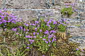 Behaarte Primel (Primula hirsuta) im Ardkinglas House & Garden, Cairndow, Argyll and Bute, Schottland, Großbritannien