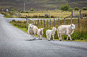 Schafe auf Landstraße in Glendale, Isle of Skye, Highlands, Schottland, Großbritannien