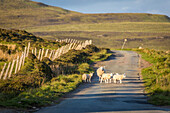 Schafe auf Landstraße an der Westküste der Trotternish Halbinsel, Isle of Skye, Highlands, Schottland, Großbritannien
