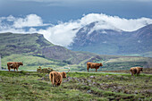 Schottische Hochlandrinder in der Nähe von Elgol, Isle of Skye, Highlands, Schottland, Großbritannien