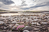 Strandnelken am Mellon Udrigle Beach, Achnasheen, Wester Ross, Highlands, Schottland, Großbritannien