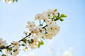 Blooming cherry tree in the spring time garden