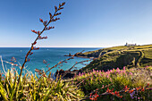 Küstenlandschaft bei Housel Bay und Lizard Point, Lizard Peninsula, Cornwall, England