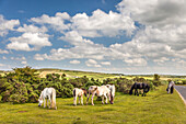 Wilde Bodmin Moor Ponys bei St Neots, Cornwall, England