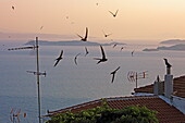 Swallows fly over the village of Loutraki on the southwestern tip of Skopelos island at sunset, with the island of Tsougkrias (left) and Skiathos in the background, Northern Sporades, Greece