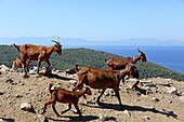 Ziegenfarm beim Bergort Agontas, Insel Skopelos, Nördliche Sporaden, Griechenland