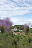 Thyme flowers and in the background the monasteries of Agios Varara and Agios Prodormos on Mount Palouki, Skopelos island, Northern Sporades, Greece
