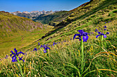 Blühende Iris mit Talboden Aguas Tuertas im Hintergrund, Valle de Hecho, Huesca, Pyrenäen, Aragon, Spanien
