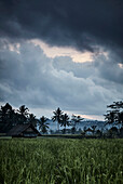 Ein stürmischer Himmel bei Sonnenaufgang über einem Reisfeld in Gianyar, Bali, Indonesien