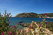 Pfad am Meer mit blühenden Wildpflanzen und Blick auf Port d´Andratx, Mallorca, Spanien