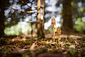 Wilde Orchidee im Wald auf dem Härtsfeld, Ostalbkreis, Schwäbische Alb, Baden-Württemberg, Deutschland, Europa