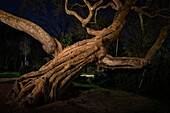 ausgeleuchteter verwurzelter alter Baum in der Friedrichsau, Ulm, Schwäbische Alb, Baden-Württemberg, Deutschland, Europa