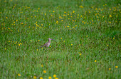 Curlew (Numenius arquata) in courtship flight, Ibmer Moor European conservation area, Oberosterreich, Austria