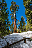 Morgensonne durch den General Grant Grove des Riesenmammutbaums im Kings Canyon National Park