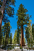 Morgensonne durch den General Grant Grove des Riesenmammutbaums im Kings Canyon National Park