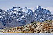 Mehrere Personen machen am Lunghinsee Pause, Piz Bernina und Piz Roseg im Hintergrund, Lunghinsee, Innquelle, Albula-Alpen, Graubünden, Schweiz