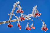 Shrub with red berries, covered by hoarfrost, Lake Fuschl, Salzkammergut, Salzkammergut Mountains, Salzburg, Austria