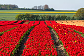 Tulpenfeld, rote Tulpen, Schwaneberg, Sachsen-Anhalt, Deutschland