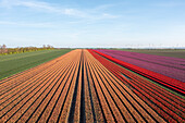 Tulip field, tulips, Schwaneberg, Saxony-Anhalt, Germany