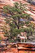 Bighorn sheep living in the Zion National Park in Utah, USA.