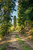 Hiking trail to the Gertelbach Waterfalls, Bühlertal, Black Forest, Baden-Württemberg, Germany
