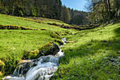 A stream in a meadow next to the hiking trail to Lautenfelsen, Gernsbach, Black Forest, Baden-Württemberg, Germany