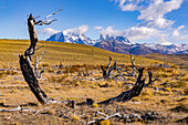 Blick auf das Torres del Paine Bergmassiv mit abgestorbenen Bäumen in einer Graslandschaft, Chile, Patagonien