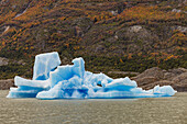 A bizarrely shaped blue iceberg in front of autumn trees at Gray Glacier in Torres del Paine National Park, Chile, Patagonia
