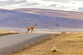 A single wild guanaco crosses a gravel road in the pampas of Patagonia, Chile, South America