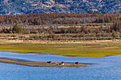 Relaxte Kühe im Paradies auf einer Halbinsel einer weitläufigen Landschaft am Lago General Carrera, Chile, Patagonien, Südamerika