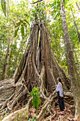 Touristin bestaunt den Urwaldriese Makayuk - The Old Tree im Dschungel der Insel Ko Kut oder Koh Kood im Golf von Thailand