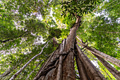 Alter Urwaldriese Makayuk - The Old Tree im Dschungel der Insel Ko Kut oder Koh Kood im Golf von Thailand, Asien 