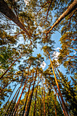 Treetops of a coniferous forest with a blue sky and a few clouds, Zühlsdorf, Brandenburg, Germany
