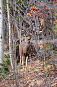 Spooked deer in the forests of Cloudcroft, New Mexico.