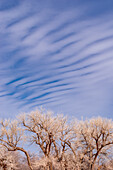 Soft clouds over a tree in the Arizona desert.