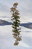 Doppelbelichtung eines Baumes in einer Wüstenlandschaft, New Mexico, USA