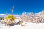 Kleines Wachstum auf den Gipsdünen des White Sands National Monument in New Mexico.