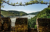 Blick vom Burgundergarten auf den Rhein bei Assmannshausen, Burg Rheinstein, Oberes Mittelrheintal, Rheinland-Pfalz, Deutschland